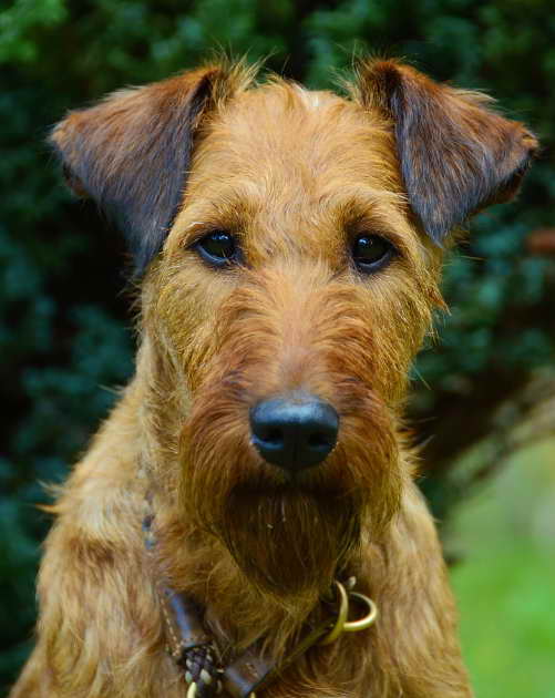 Why Choose Irish Terrier Rescue