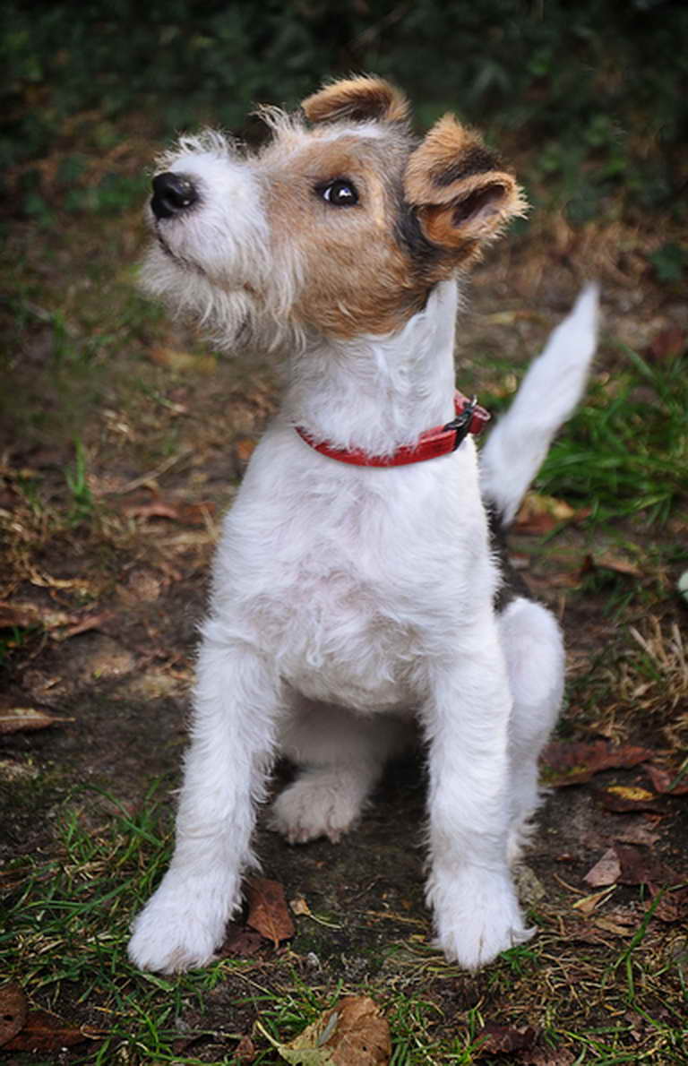 Wire Hair Fox Terrier Rescue_resize