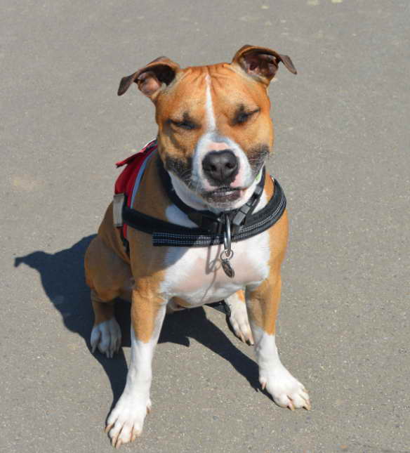 A Comprehensive Guide to Staffordshire Terrier Rescue