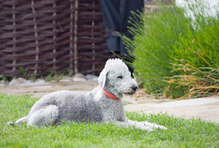 Bedlington Terrier Rescue A Lifeline for Terriers in Need