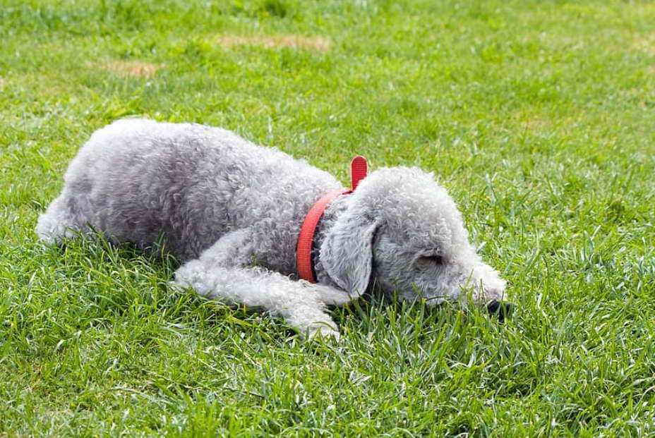 Bedlington Terrier Rescue