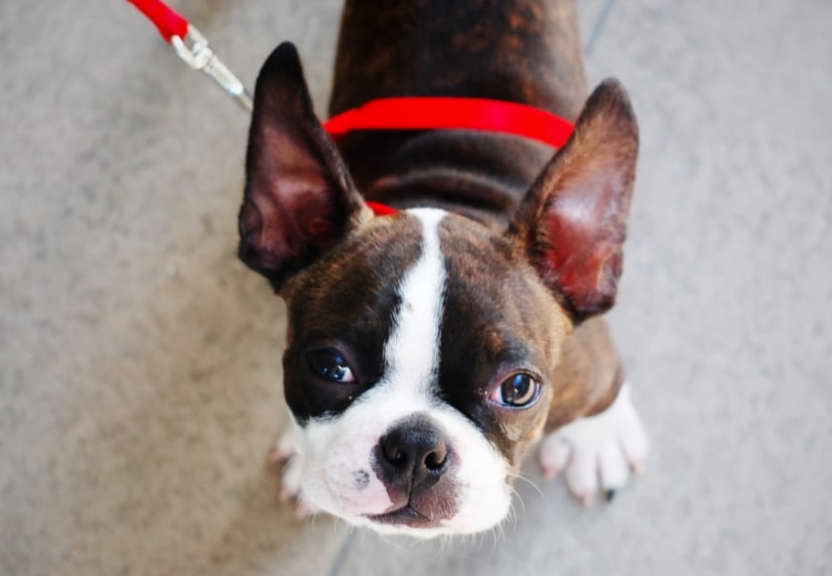 Boston Terrier Rescue Iowa