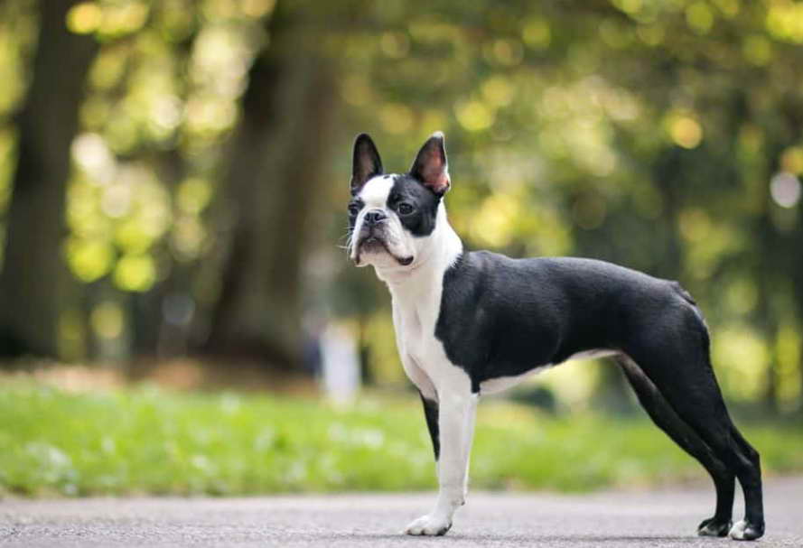 Boston Terrier Rescue Tennessee