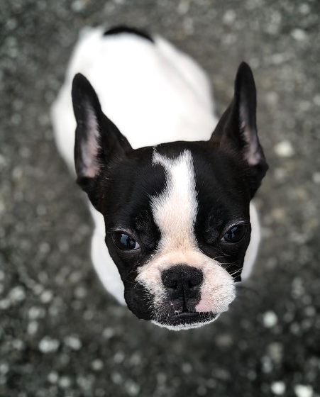 Southern Cross Boston Terrier Rescue