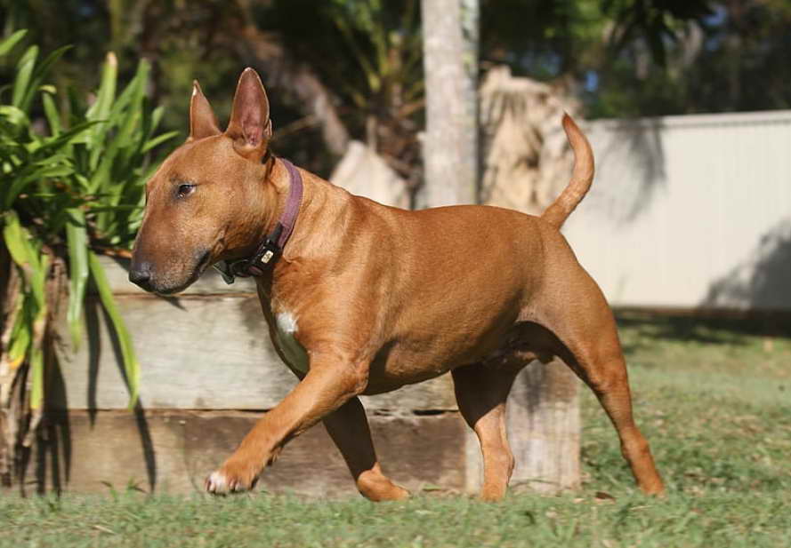 Bull Terrier Rescue Of Florida