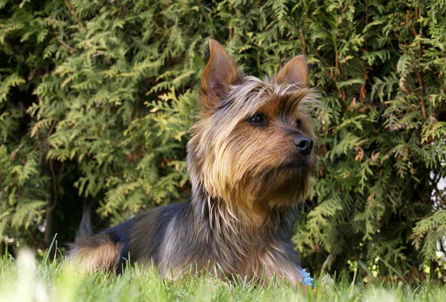 Cairn Terrier Rescue Ohio