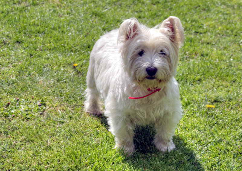 Cairn Terrier Rescue Organizations