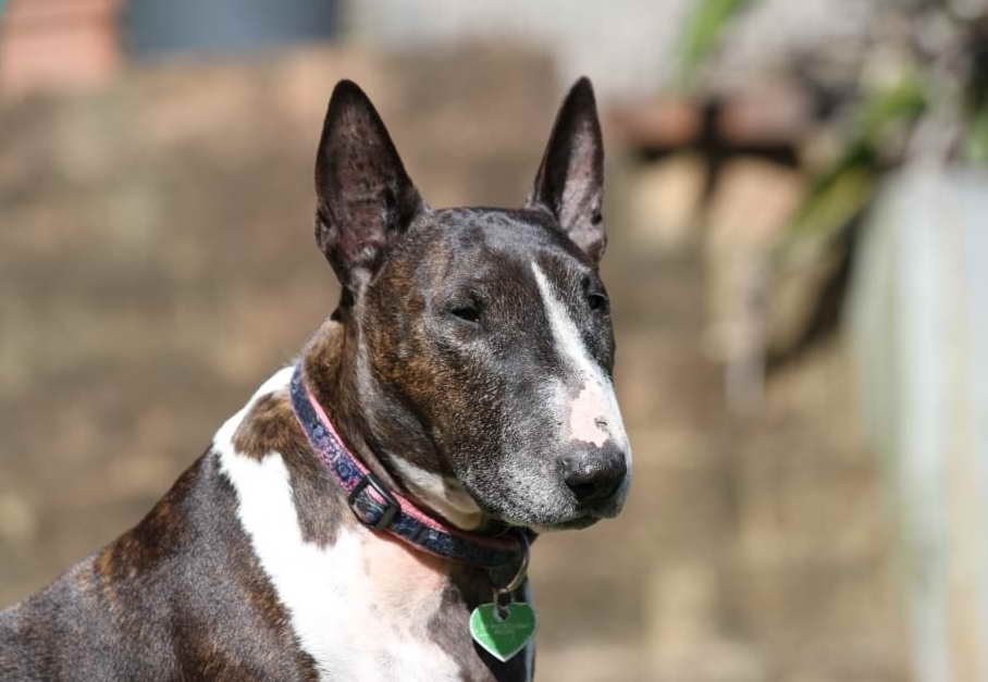 English Bull Terrier Rescue Adoption Process