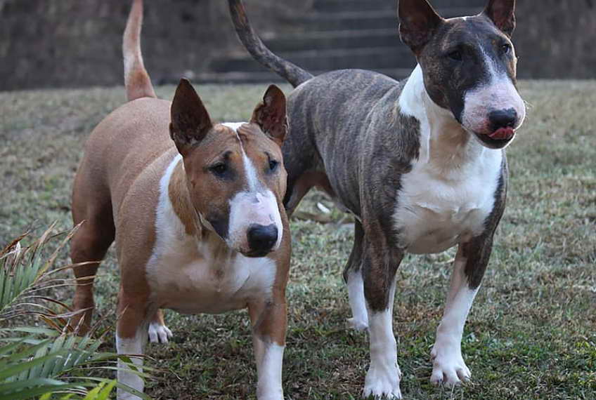 English Bull Terrier Rescue