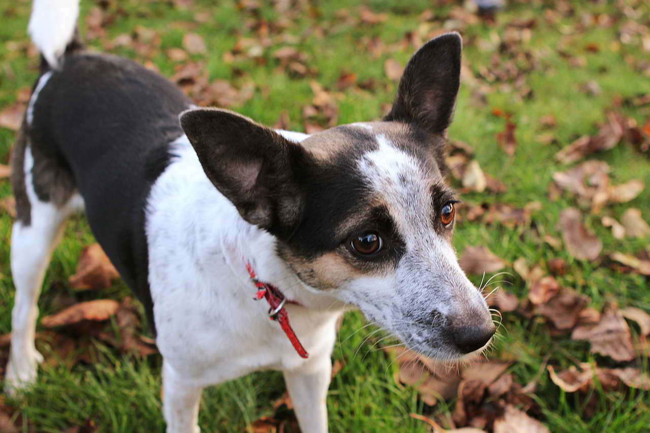 Florida Rat Terrier Rescue Guide