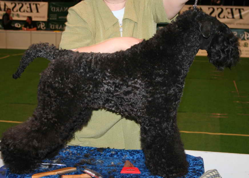 Kerry Blue Terrier Rescue A Lifeline for Strays