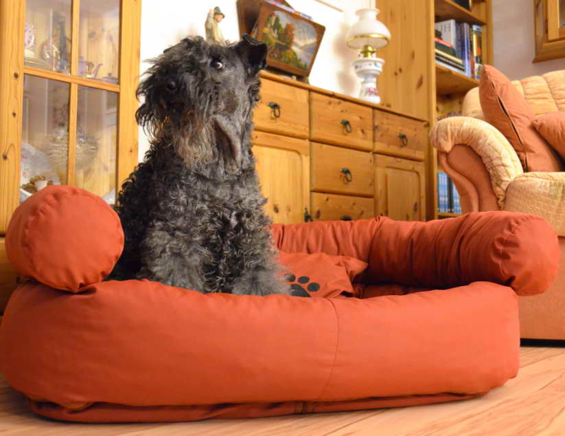 Kerry Blue Terrier Rescue