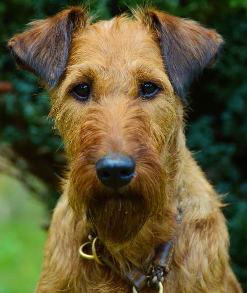 Lakeland Terrier Rescue Cos