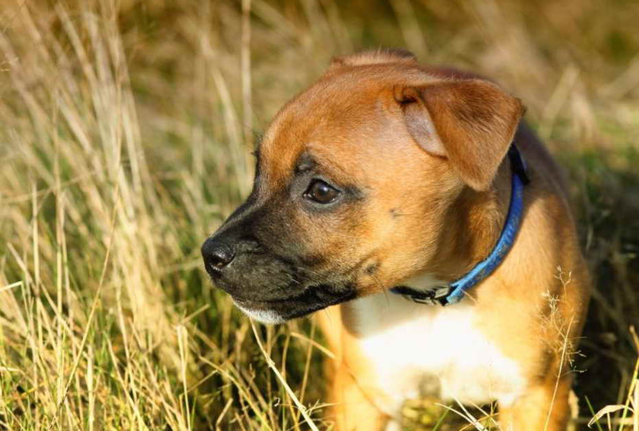 Mini Bull Terrier Rescue Saving Lives