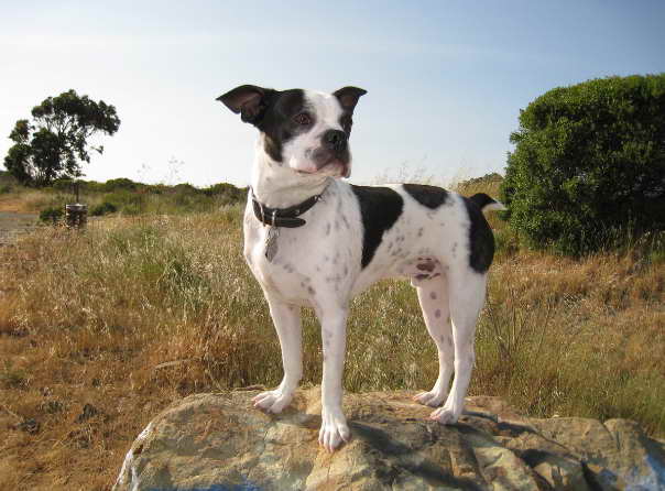 Southern Cross Boston Terrier Rescue