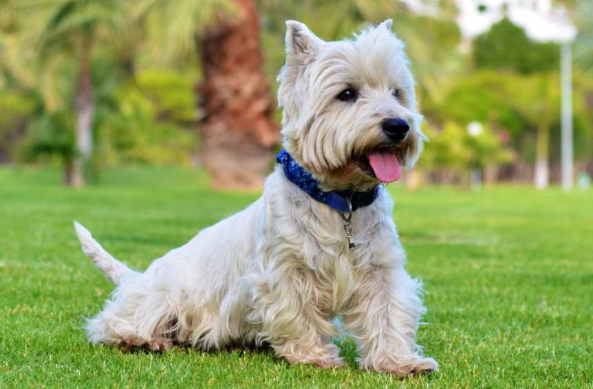 Supporting Colonel Potter Cairn Terrier Rescue