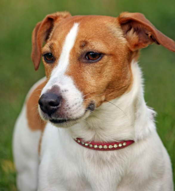 Terrier Rescue Colorado A Lifeline for Terriers