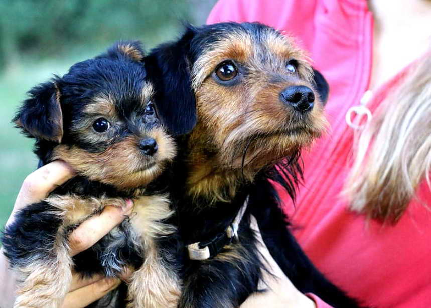 Terrier Rescue Florida Adoption Process