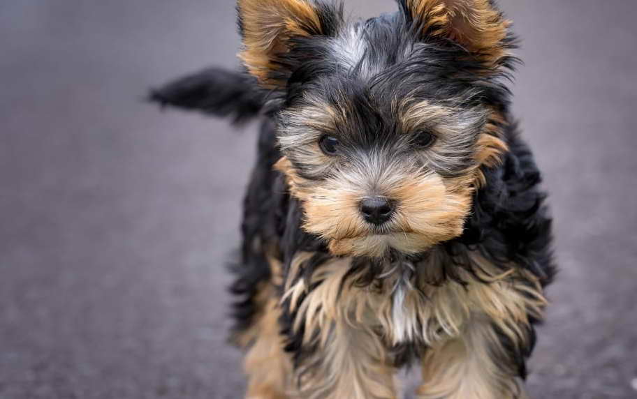 Terrier Rescue North Carolina A Lifeline for Our Furry Friends