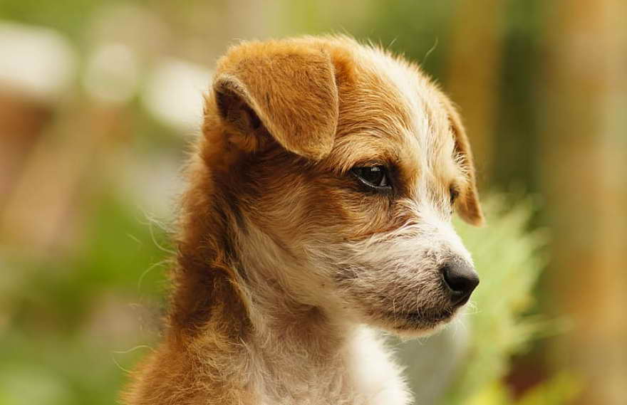 Terrier Rescue North Carolina