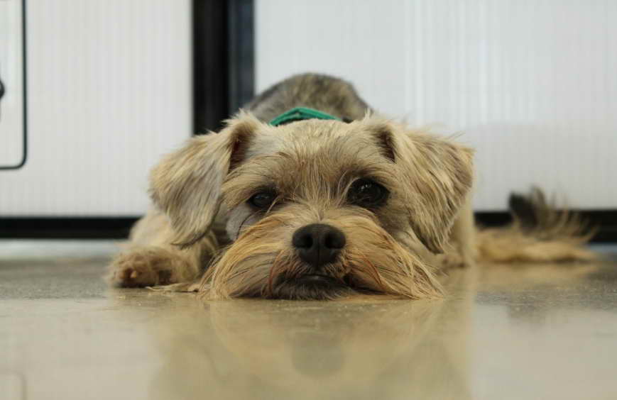 The Cairn Terrier Rescue Ohio Mission