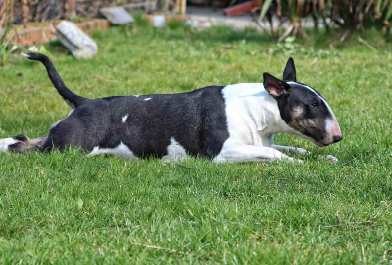 The History of Bull Terrier Rescue Of Florida