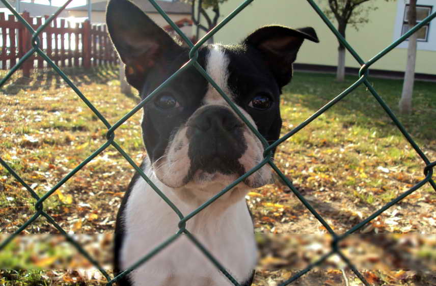 The History of Illinois Boston Terrier Rescue