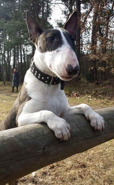 The Role of Miniature Bull Terrier Rescue