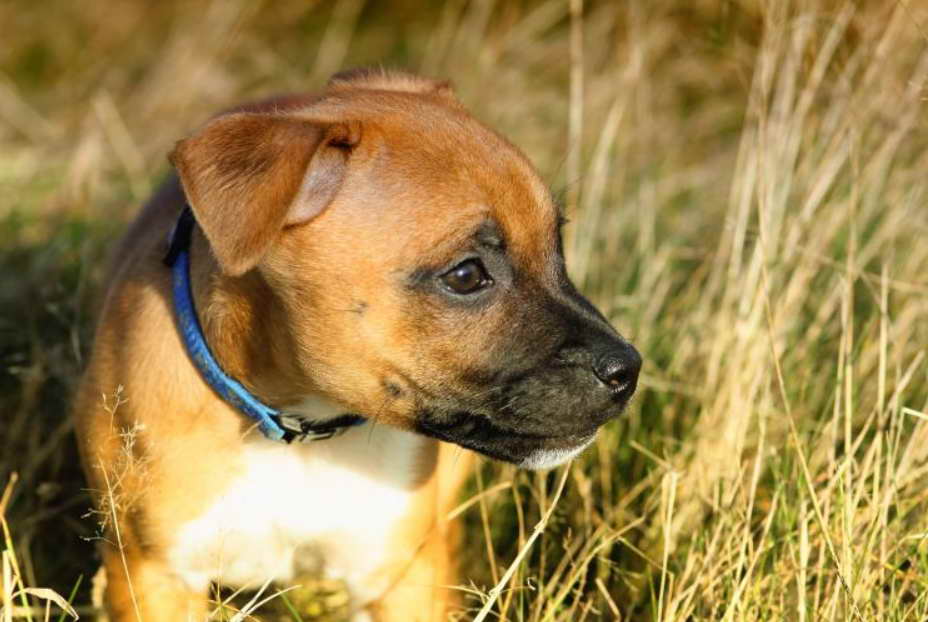 Unveiling Texas Bull Terrier Rescue