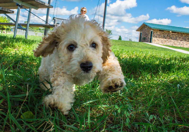 What to Consider When Adopting Wheaten Terrier Rescue Near Me