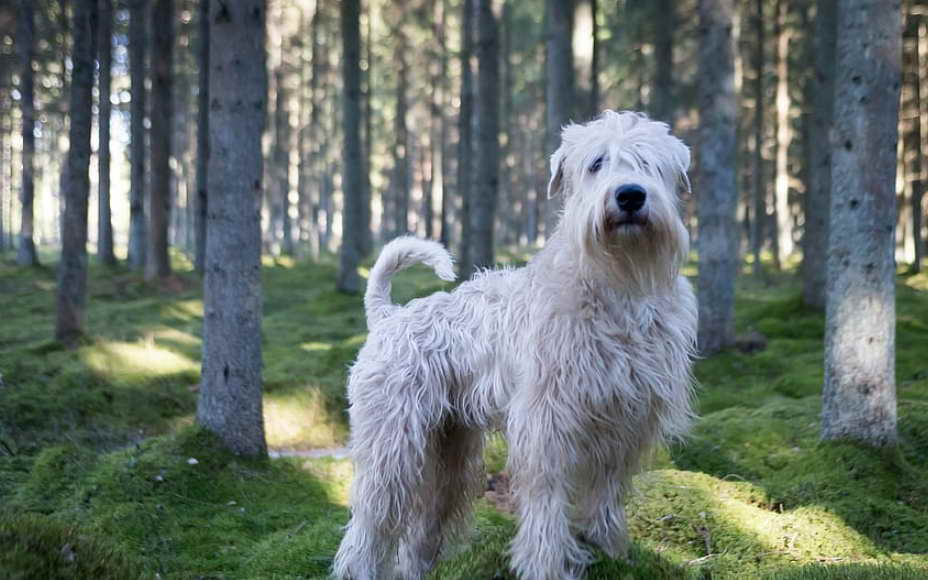 Wheaten Terrier Rescue Near Me