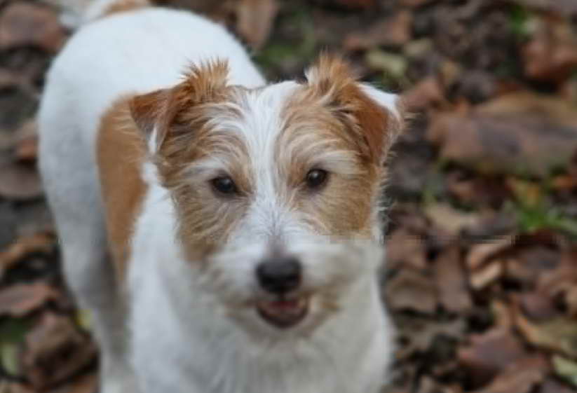 Wire Hair Terrier Rescue