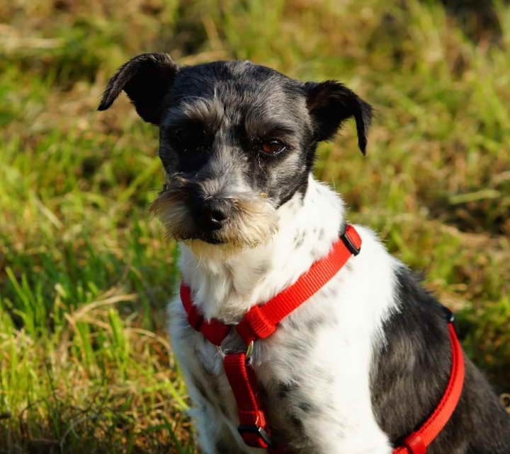 Wire Hair Terrier Rescues