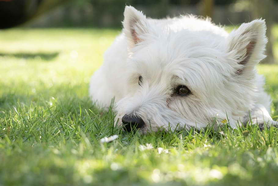 West Highland Terrier Rescue Near Me