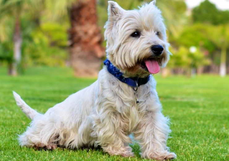 West Highland Terrier Rescue