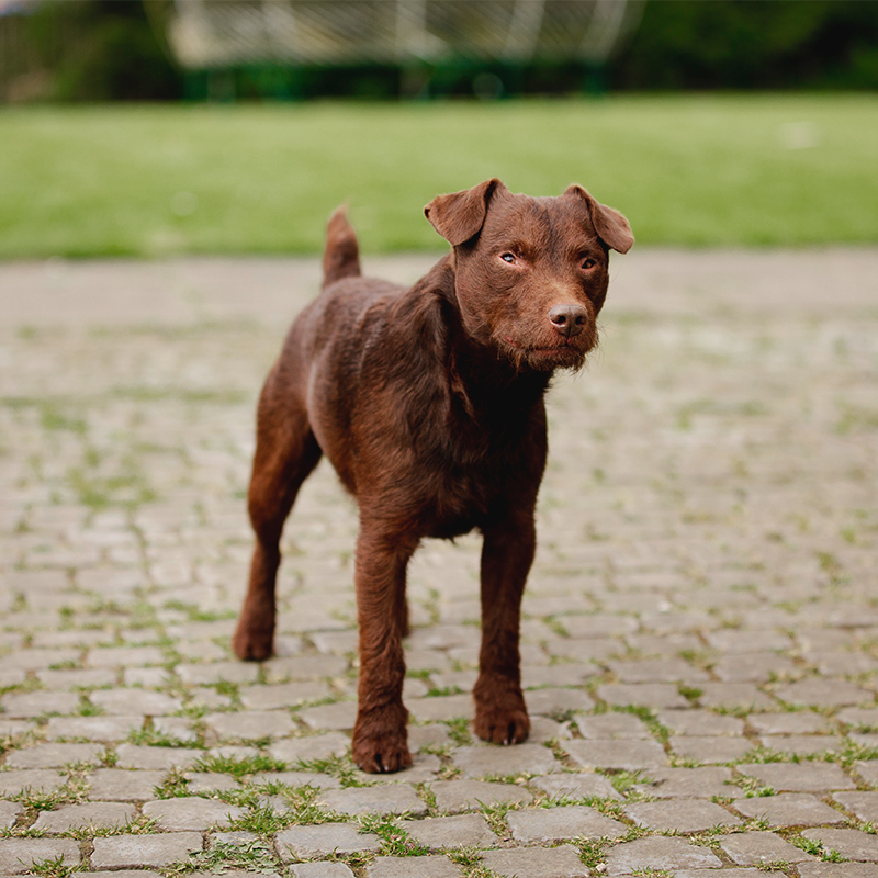 Patterdale Terrier