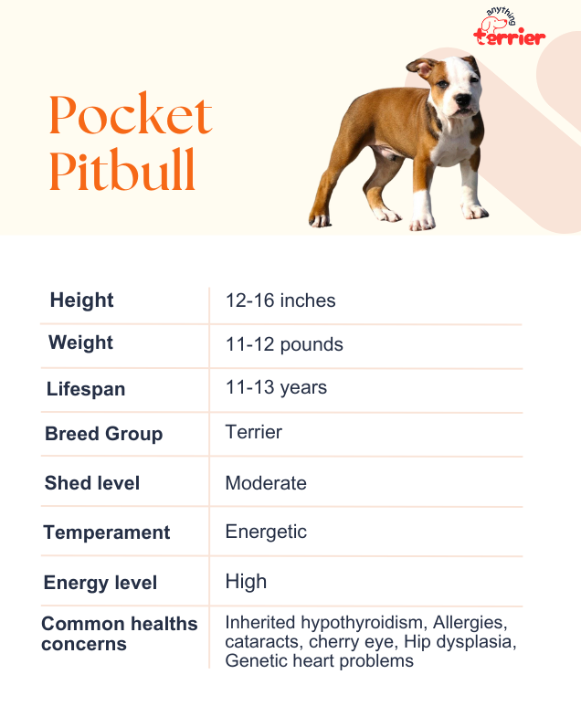 Pocket Pitbull Dog Information