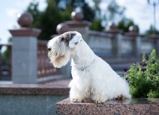 Sealyham Terrier: History, Temperament, and Care Guide for Potential Owners