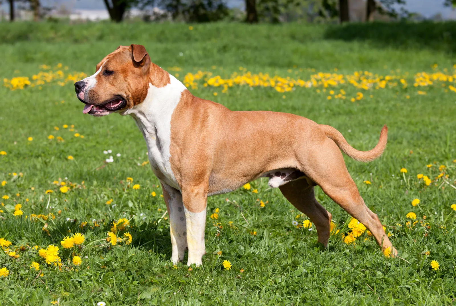 American Staffordshire Terrier Temperament, History, Lifespan, Care, Health Problems, and How to Adopt