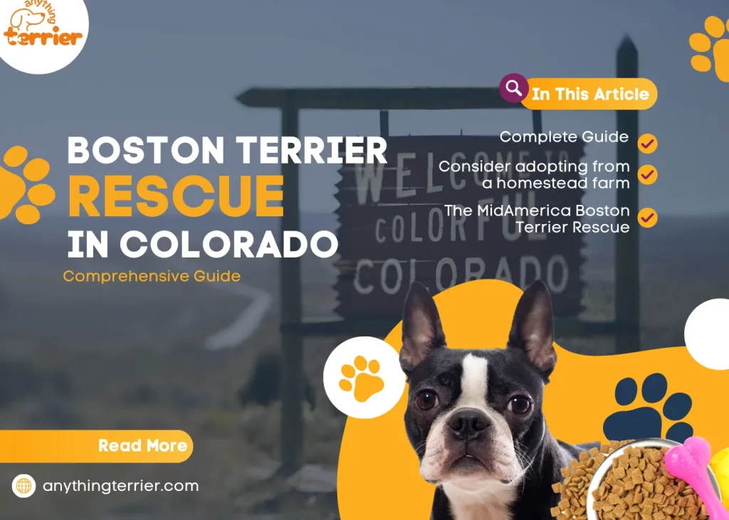 BOSTON TERRIER RESCUE in COLORADO