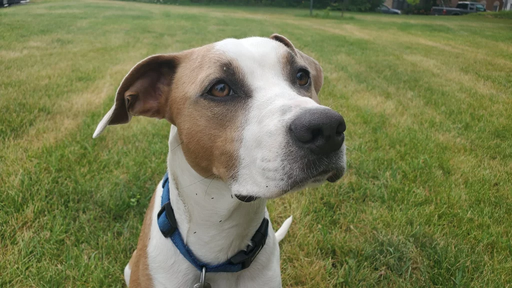 Beagle Staffordshire Terrier Mix