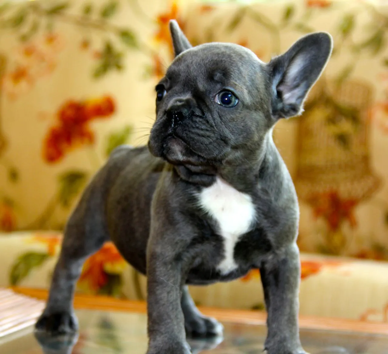 Blue French Bulldog Lifespan, Health Issues, Characteristics, and Grooming Needs