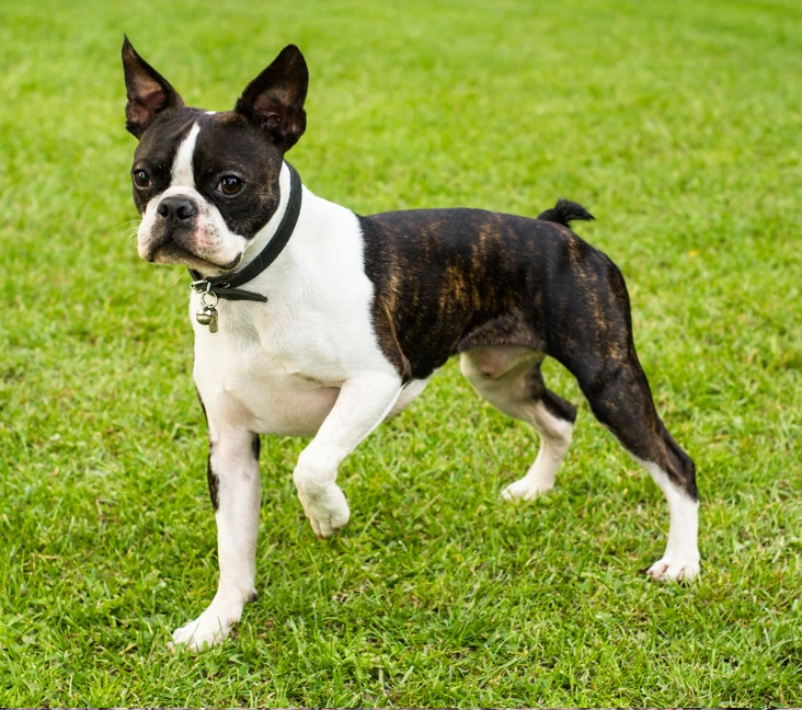 Boston Terrier Rescue Florida