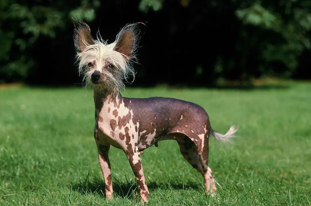 Chinese Crested