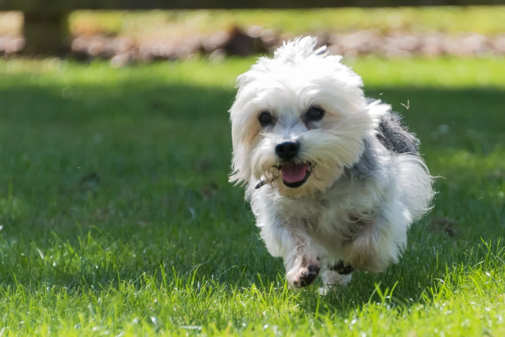 Dandie Dinmont Terrier Health Problems, Temperament, Pesonality, Guide to Care, and Cost