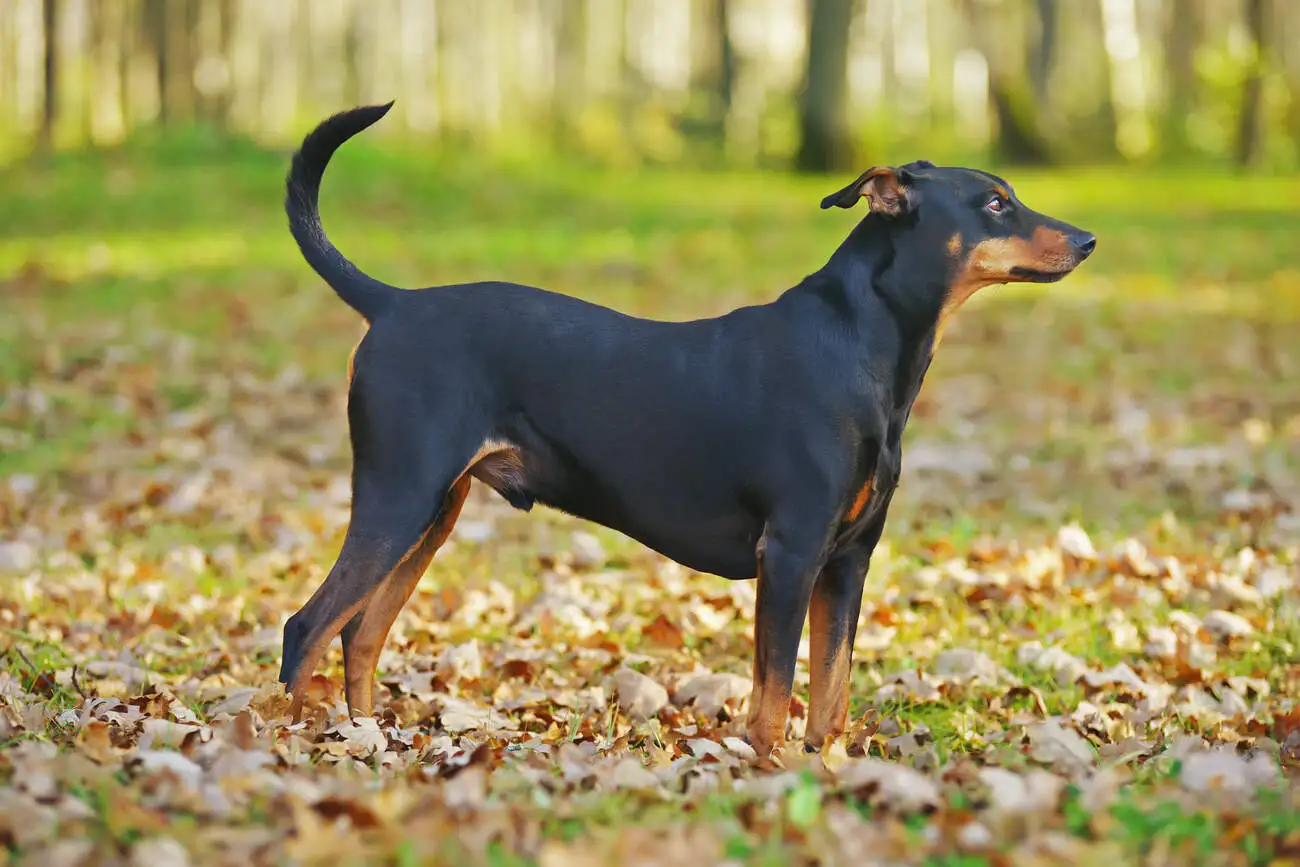 German Pinscher Personality, Health and Care Information