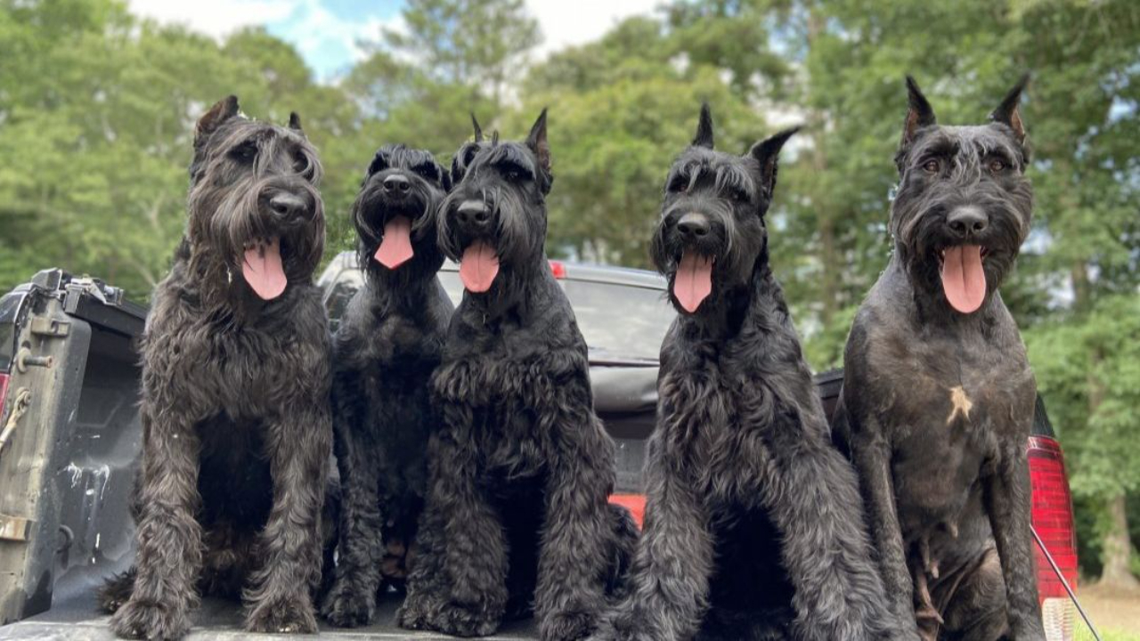 Giant Schnauzer Temperament, Personality, Health Issues, and Grooming Guide