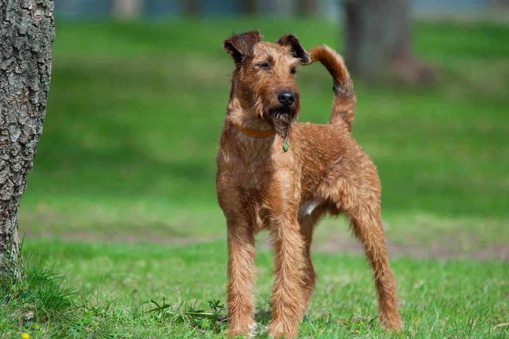 Irish Terrier Dog Breed Temprament, Size, Grooming, and Health Care