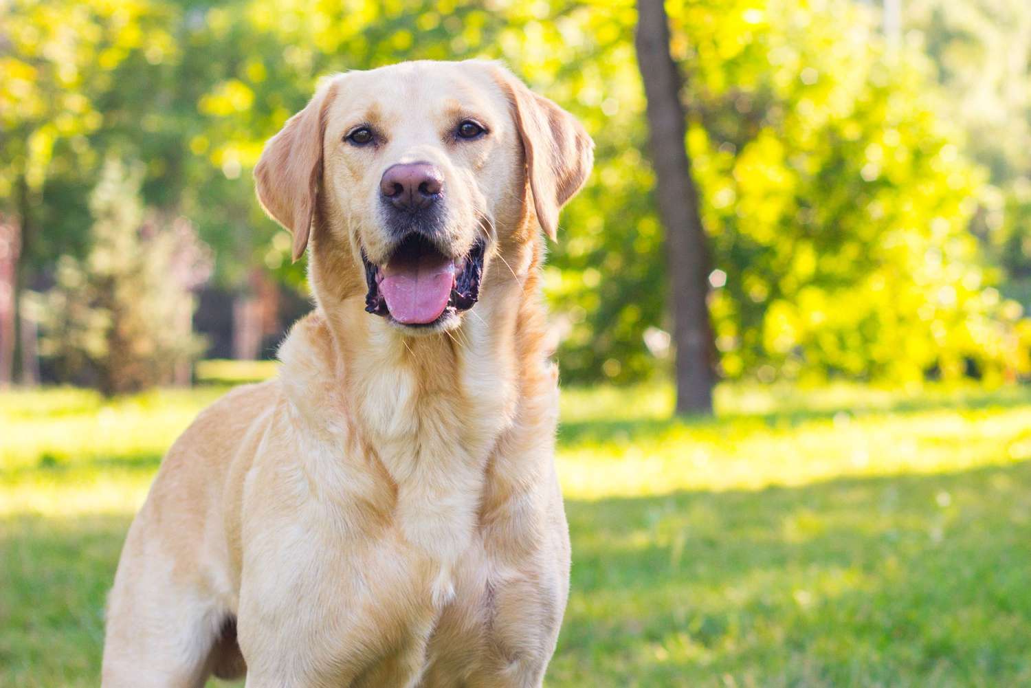 Labrador Retriever Temperament, Lifespan, And Health Care