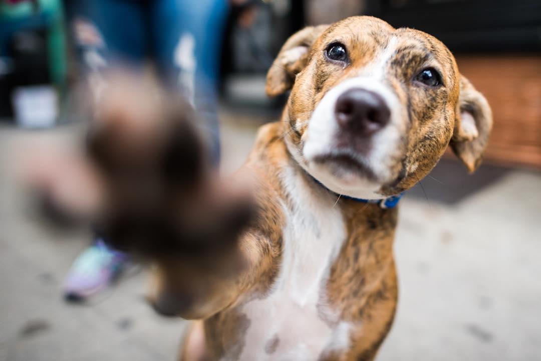 Mexican Street Dog